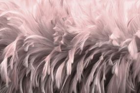 Фотообои розовые перья