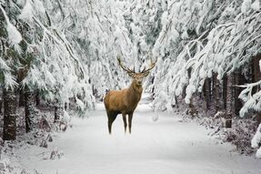 Фотообои Олень в зимнем лесу