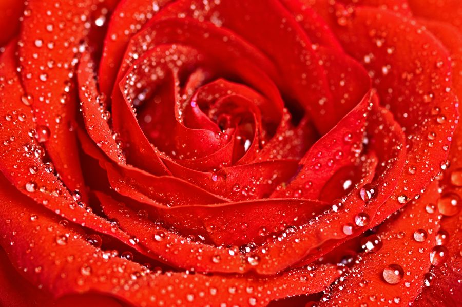 Фреска красная роза
